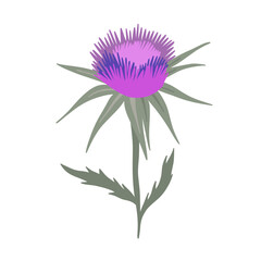 Purple flowering Milk thistle on white background