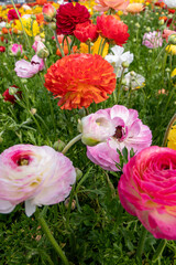Yellow flowers of garden cultivated buttercups close up