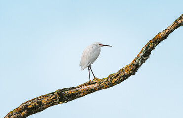 White egret (heron) on branch