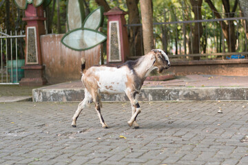 white brown male goat walking in the park