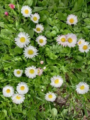 Bright flower bed with white daisies