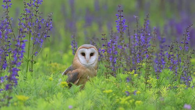 Wrapped in spring colors, the amazing Barn owl in the meadow (Tyto alba)