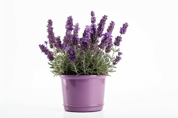 Beautiful Purple Flower Plant in Isolation on a White Background. Generative AI illustrations.