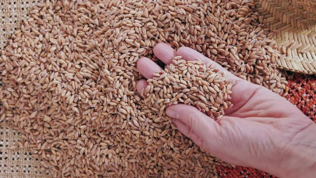 Hand holding grains of spelt