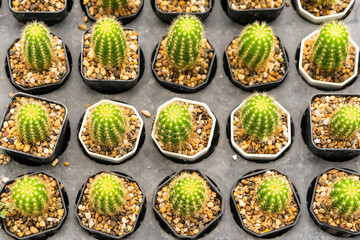 Many Cactus in small pot background