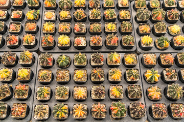 Many Cactus in small pot background