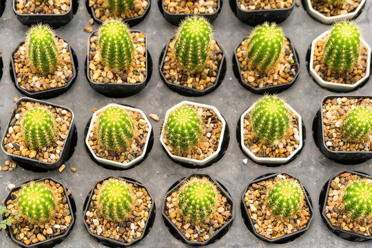 Many Cactus In Small Pot Background