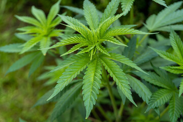Naklejka na ściany i meble Cannabis plant in the field. Green leaves of marijuana.