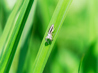 ヤハズハエトリ