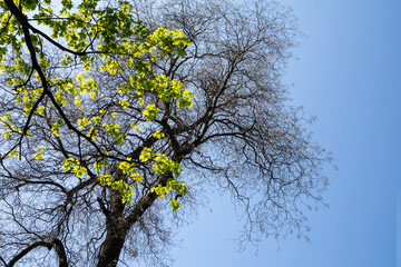  the crowns of the trees