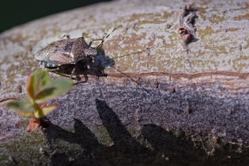 Mottled stink bug on willow branches - 603584402