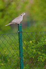 pigeon sitting on a fence post - 603584411