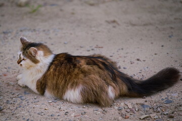fluffy cat lies on a sandy country road - 603584448