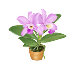 Fototapeta na wymiar Orchid cattleya trianae flower painting