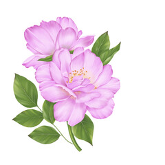 A painting of a flowering pink rose
