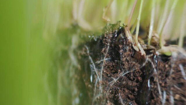 Macro close up of water drops landing on grass and dry soil