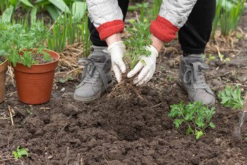 Female hands in gloves replanting flower from pots to the soil. Gardener senior woman planting chrysanthemum flowers.