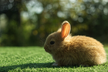 Cute little orange rabbit on green grass with natural bokeh background in morning