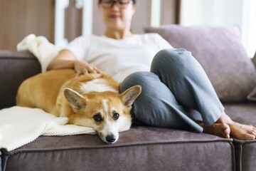 Woman playing with her dog at home lovely corgi on sofa in living room.