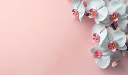 Fototapeta na wymiar peonies delicated flowers of orchid flatlay with large empty plain pastel background for text mockup generative ai