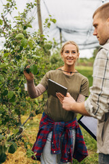 A caucasian woman and a man are monitoring the growth progress on apple trees