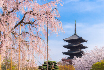 Japan - March 30, 2023 : Scenic landscape of Toji Temple Garden with Pink Sakura Trees blooming in Spring, Toji temple is one of most famous landmark of Kyoto