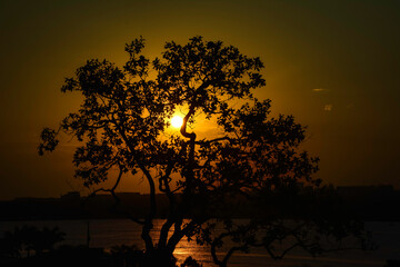 Lonely Tree by a Golden Sunset