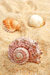 Seashells on sand, beach. - 603595699