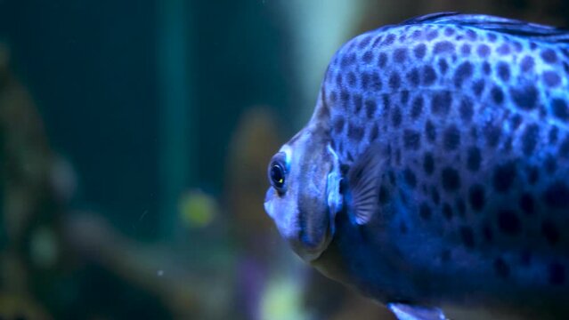 Close up shot scatophagus argus, saltwater fish, swimming in an aquarium
