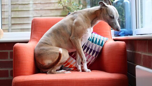 Whippet Dog Sits on an Orange Arm Chair by a Window. 4K.