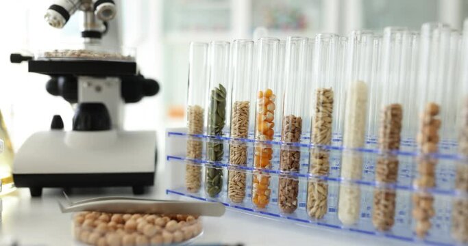 Different cereals in glass test tubes on table in laboratory. Studying plants seeds for agricultural industry development. Food production