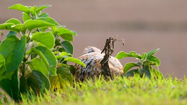 Speckled cochin chicken feeding in grass on free range farm. Static close up