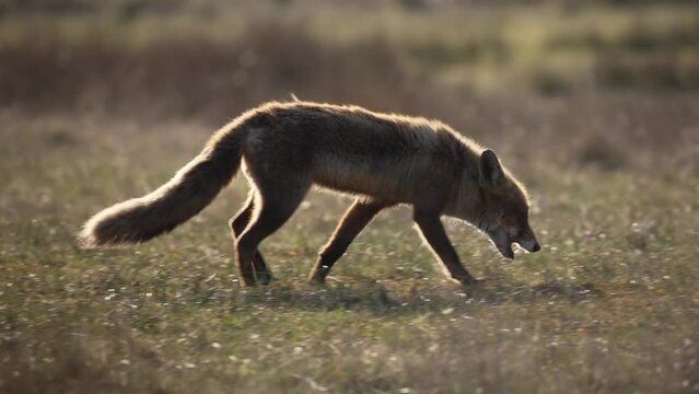 Wild Fox Hunting for Insects in a Small Forest Meadow, Close Up,