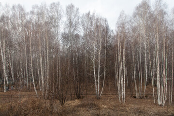 Birch forest in early spring. Early spring forest. Early spring forest. the first warm days