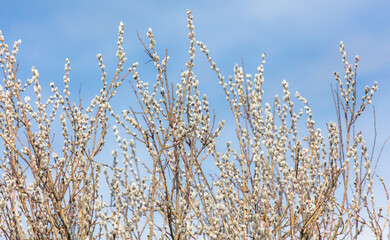 Willow branches with catkins on a background of blue sky.