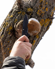 In his hand, a knife cuts a tinder fungus on a tree