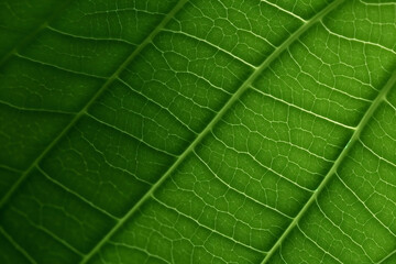 Fototapeta na wymiar close up of green leaf texture abstract Generative AI