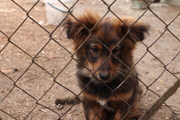 A dog behind a net