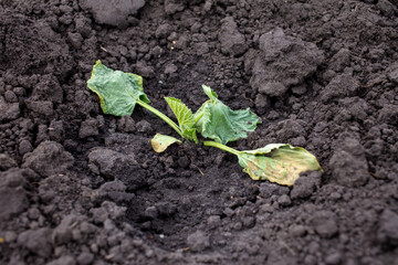 Drying melon leaves in the ground.