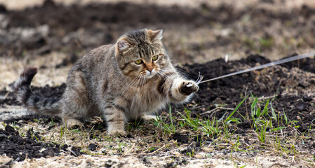 Naklejka premium European Shorthair cat on the ground in nature. Selective focus.