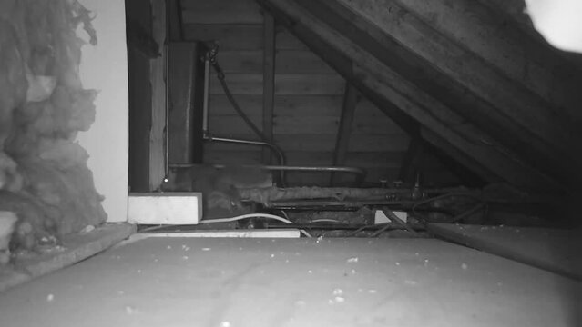 A Grey Squirrel wandering about in an urban loft.