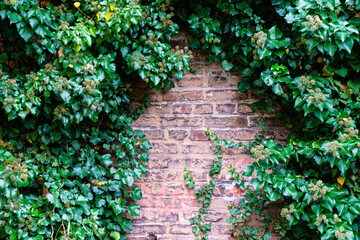 Wall with plants in a garden