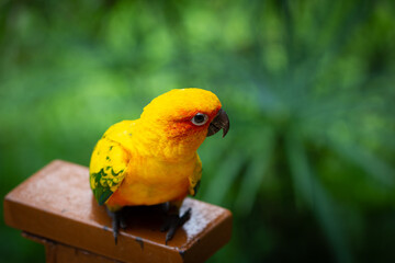 Bright yellow colored Sun Parakeet in a indoor environment
