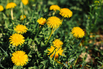 Mother-and-stepmother flowers among the grass. Sunny, spring day. Yellow flower, green grass.