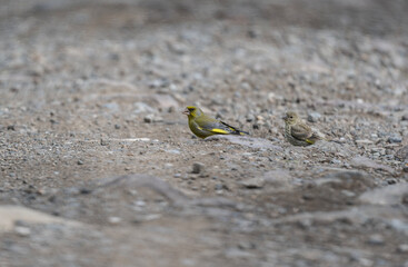 beautiful greenfinch bird on gray stones on the ground
