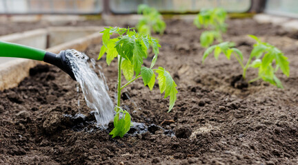 Gardening and farming concept - watering tomatoes with a watering can in the garden