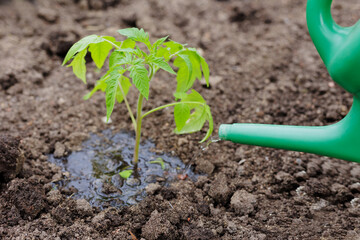 Human watering tomato plants with a green watering can in the garden