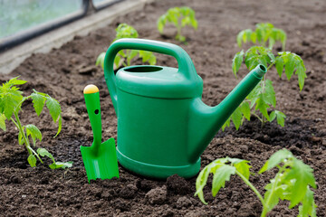 Green tomato seedlings, watering can and scoop in the ground