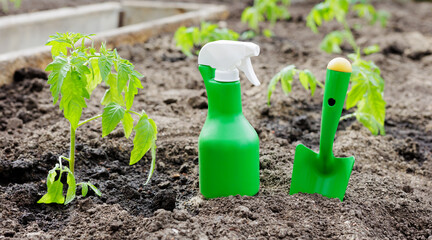 Tomato seedlings, green metal scoop and spray bottle in greenhouse