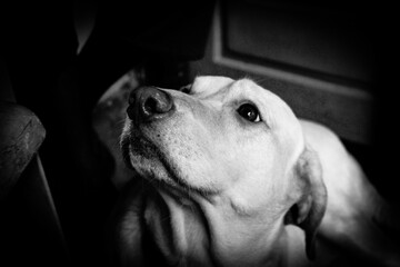labrador looking